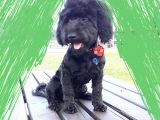 Poodle Siyah Antalya