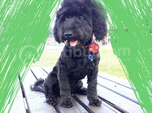 Poodle Siyah Antalya görsel