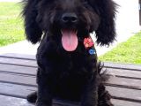 Poodle Siyah Antalya