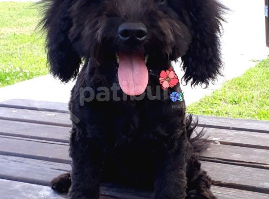 Poodle Siyah Antalya