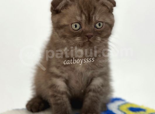 Sevimli Çikolata Scottish Fold Yavrumuz görsel