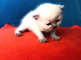 Hatay Scottish Fold