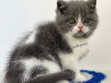 Bi Color British Shorthair Erkek Yavru