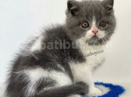 Bi Color British Shorthair Erkek Yavru görsel