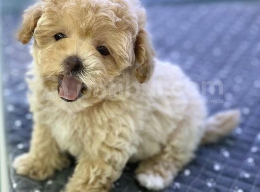 İstanbul Toy Poodle Yavrularımız
