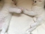 Scottish Fold British Shorthair Beyaz Yavru Melekler