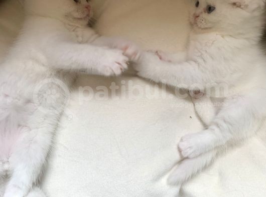 Scottish Fold British Shorthair Beyaz Yavru Melekler görsel