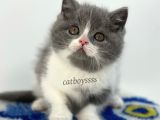 Bi Color British Shorthair Erkek Yavru