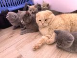 Bursa British Shorthair Bluepoint Yavrumuzu Sahiplendiriyoruz