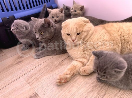 Bursa British Shorthair Bluepoint Yavrumuzu Sahiplendiriyoruz görsel