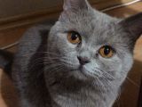 İstanbul Brtish Shorthair Oğlumuz