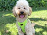 İstanbul Standart Poodle Akıllı Barney