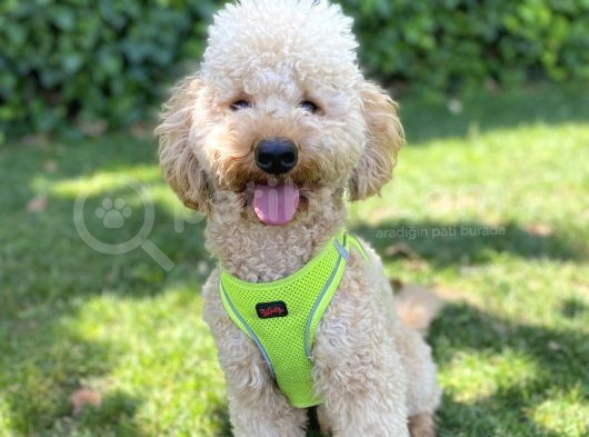 İstanbul Standart Poodle Akıllı Barney