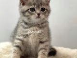 Blue Tabby British Shorthair Erkek Yavrumuz