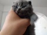 Scottish Fold (Ayıcık Kulaklı) Yavrular