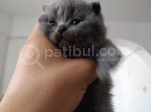 Scottish Fold (Ayıcık Kulaklı) Yavrular görsel