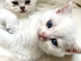 Scottish Fold British Shorthair Beyaz Yavru Melekler