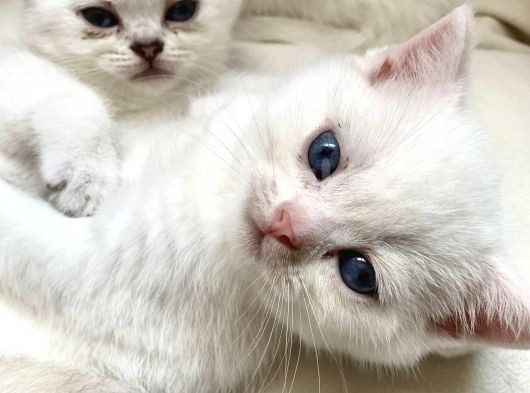 Scottish Fold British Shorthair Beyaz Yavru Melekler görsel