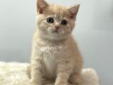 Cream Color British Shorthair Erkek Yavrumuz