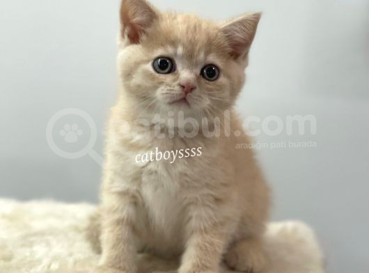 Cream Color British Shorthair Erkek Yavrumuz