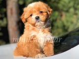 İstanbul  Maltipoo Yavrularımız