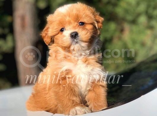 İstanbul  Maltipoo Yavrularımız görsel