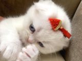 Scottish Fold British Shorthair Beyaz Yavru Melekler