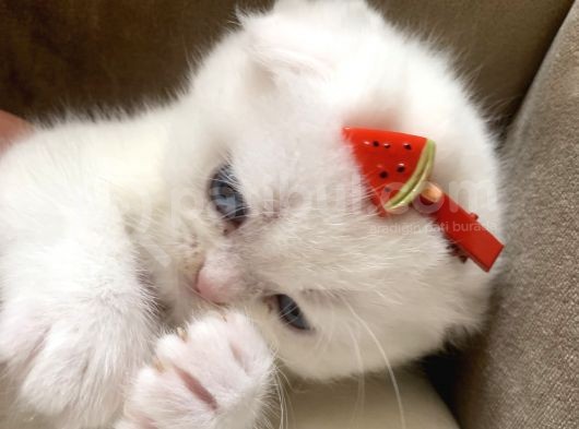 Scottish Fold British Shorthair Beyaz Yavru Melekler görsel