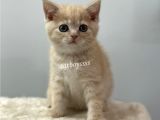 Cream Color British Shorthair Erkek Yavrumuz