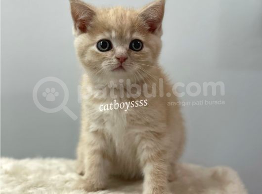 Cream Color British Shorthair Erkek Yavrumuz görsel