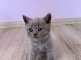 Bursa British Shorthair Bluepoint Yavrumuzu Sahiplendiriyoruz