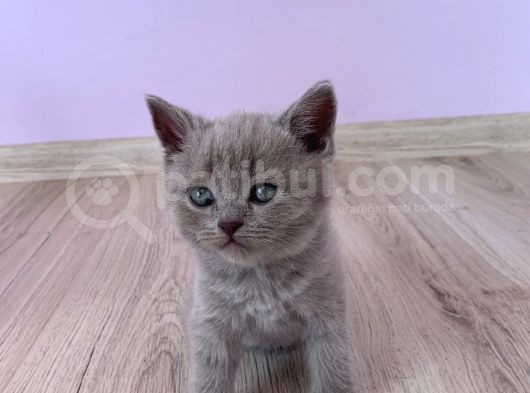 Bursa British Shorthair Bluepoint Yavrumuzu Sahiplendiriyoruz görsel
