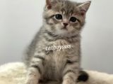 Blue Tabby British Shorthair Erkek Yavrumuz