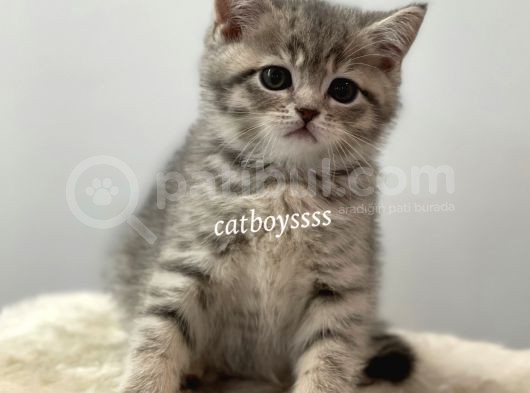 Blue Tabby British Shorthair Erkek Yavrumuz görsel