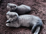 Scottish Fold Sütten Yeni Kesilmiş Dişi Ve Erkek