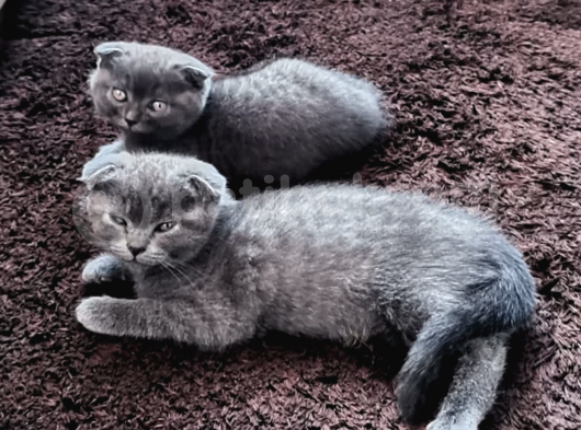 Scottish Fold Sütten Yeni Kesilmiş Dişi Ve Erkek