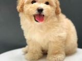 Irk Ve Saglik Garantili Toy Poodle Yavrularimiz