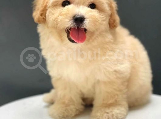 Irk Ve Saglik Garantili Toy Poodle Yavrularimiz görsel