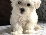 İstanbul Tatlı Maltes Terrier Yavruları
