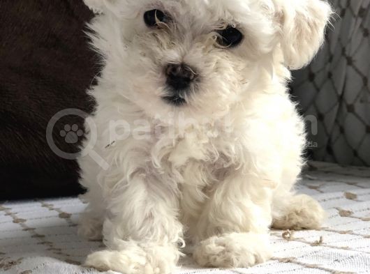 İstanbul Tatlı Maltes Terrier Yavruları görsel