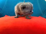 Hatay Scottish Fold