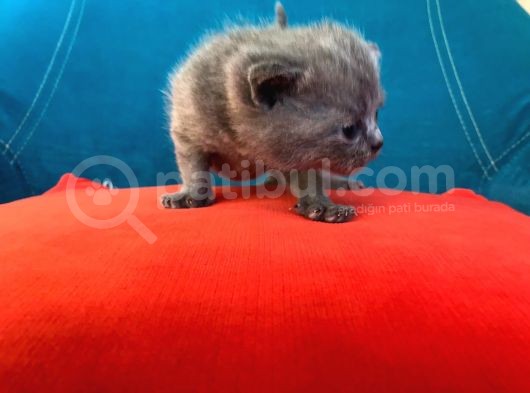 Hatay Scottish Fold görsel