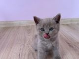 Bursa British Shorthair Bluepoint Yavrumuzu Sahiplendiriyoruz