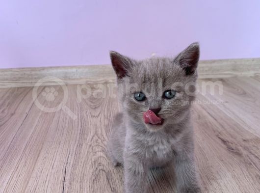 Bursa British Shorthair Bluepoint Yavrumuzu Sahiplendiriyoruz