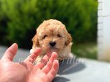 İstanbul Red Ve Apricot Toy Poodle Yavrularımız