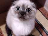 İstanbul Scottish Fold Çikolata Poind Ve Lynx Point Dişiler