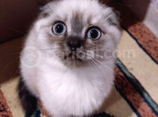 İstanbul Scottish Fold Çikolata Poind Ve Lynx Point Dişiler