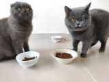 Hatay Scottish Fold