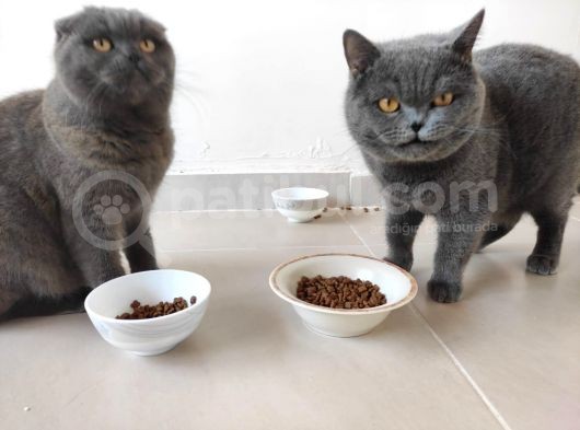Hatay Scottish Fold görsel