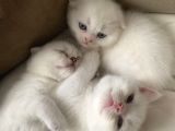 Scottish Fold British Shorthair Beyaz Yavru Melekler